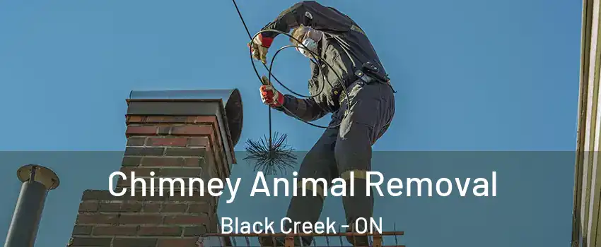  Chimney Animal Removal Black Creek - ON