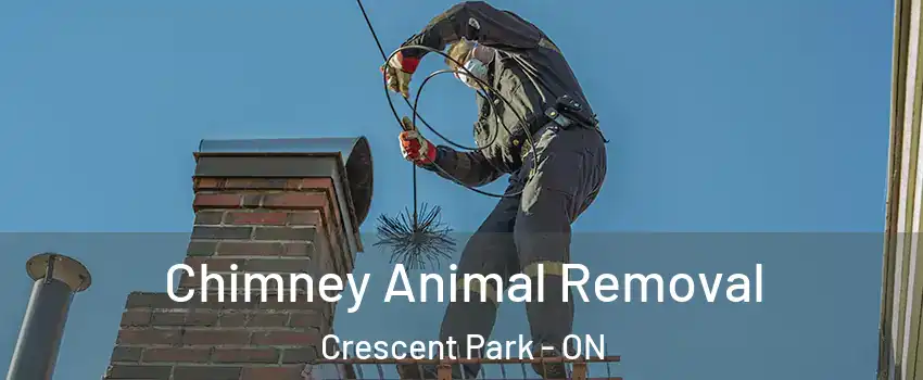  Chimney Animal Removal Crescent Park - ON