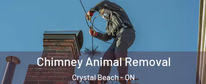  Chimney Animal Removal Crystal Beach - ON