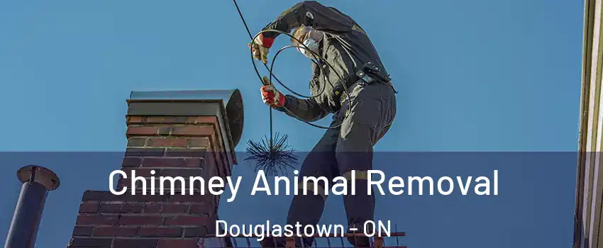  Chimney Animal Removal Douglastown - ON