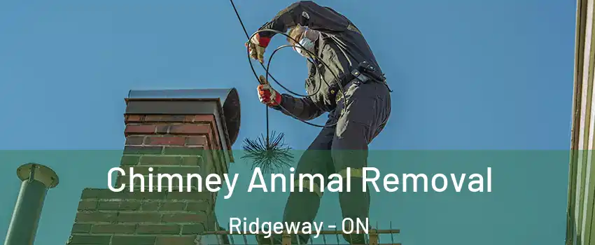  Chimney Animal Removal Ridgeway - ON