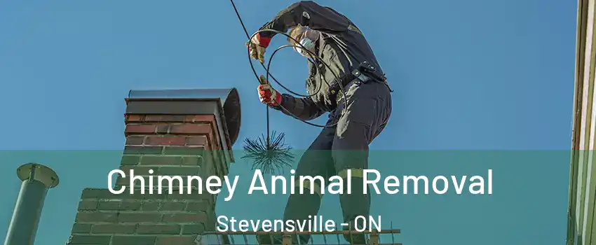  Chimney Animal Removal Stevensville - ON